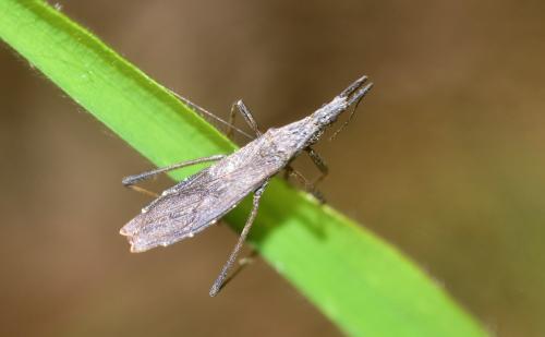 Pygolampis bidentata
